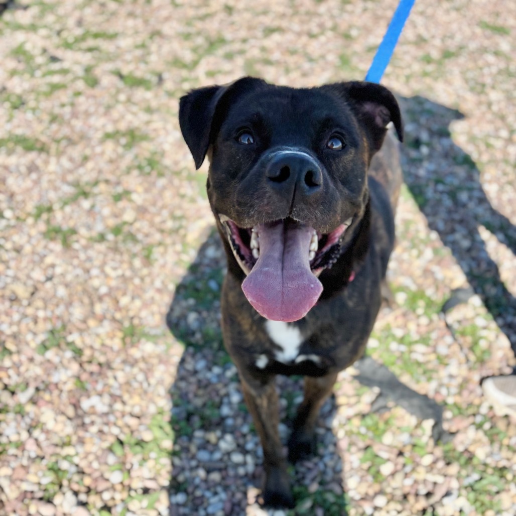 King, an adoptable Mixed Breed in Great Falls, MT, 59404 | Photo Image 3