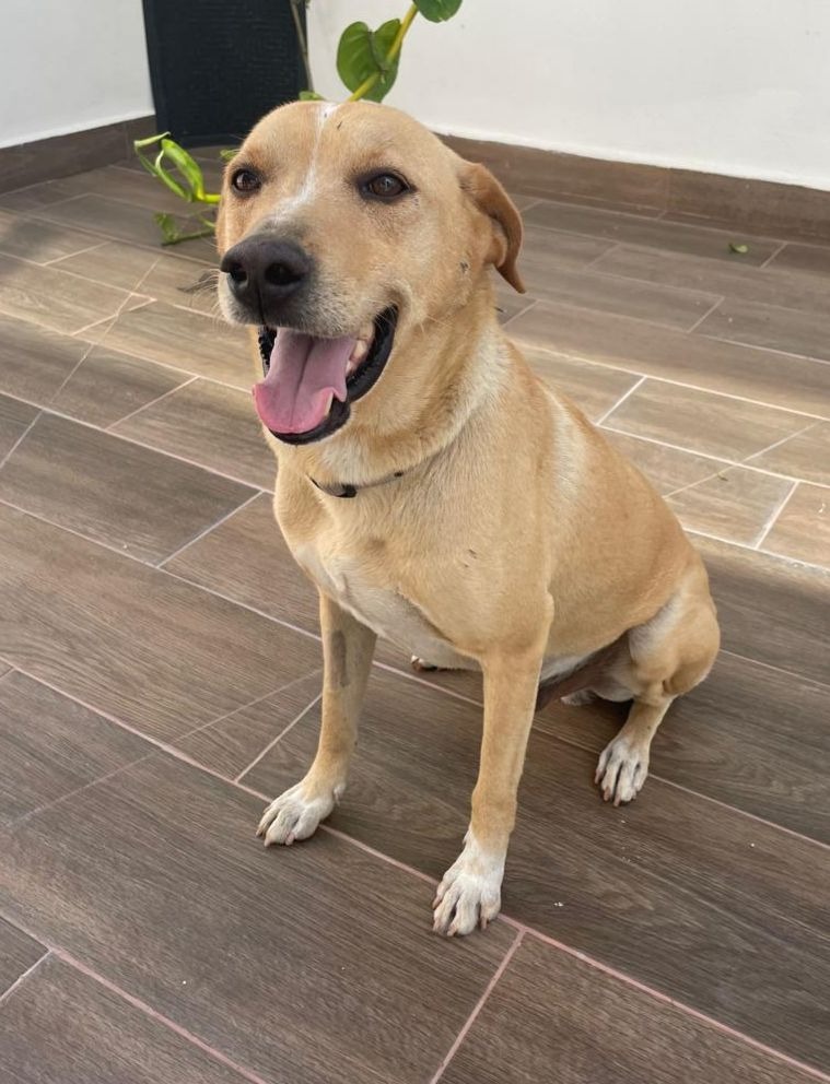 Guero, an adoptable Labrador Retriever, Mixed Breed in San Juan de Abajo, NAY, 63732 | Photo Image 1