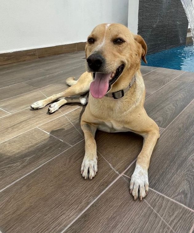 Guero, an adoptable Labrador Retriever, Mixed Breed in San Juan de Abajo, NAY, 63732 | Photo Image 2