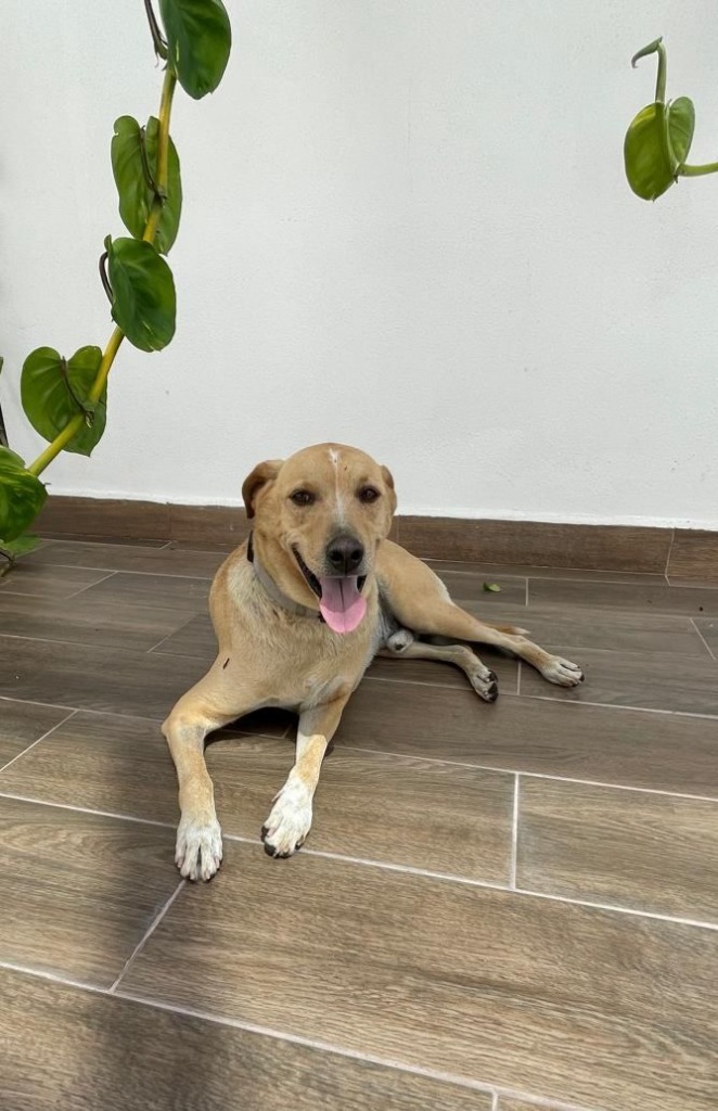 Guero, an adoptable Labrador Retriever, Mixed Breed in San Juan de Abajo, NAY, 63732 | Photo Image 3
