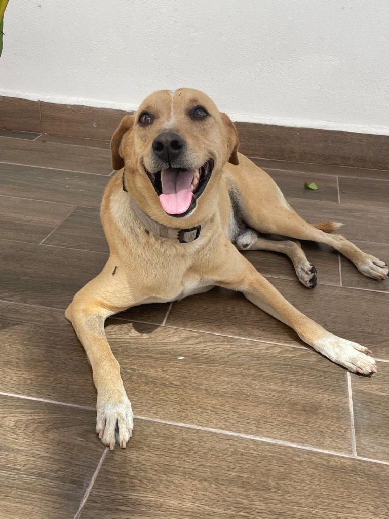 Guero, an adoptable Labrador Retriever, Mixed Breed in San Juan de Abajo, NAY, 63732 | Photo Image 4