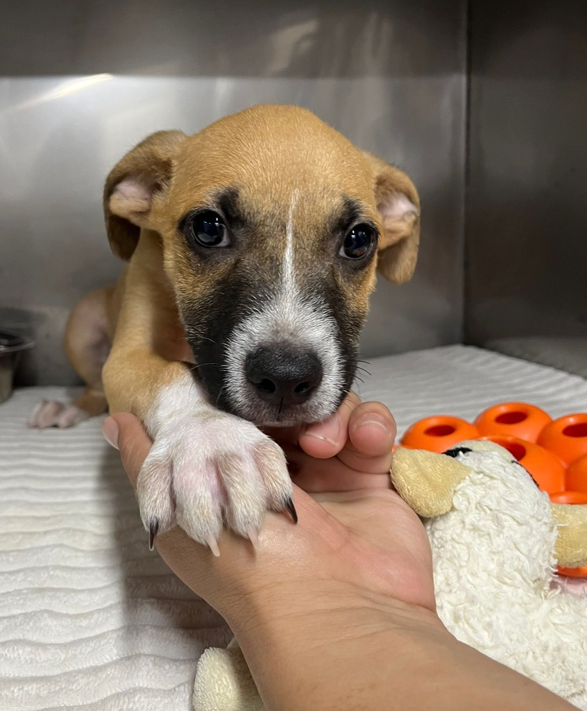 Floyd, an adoptable Chihuahua in San Juan de Abajo, NAY, 63732 | Photo Image 1
