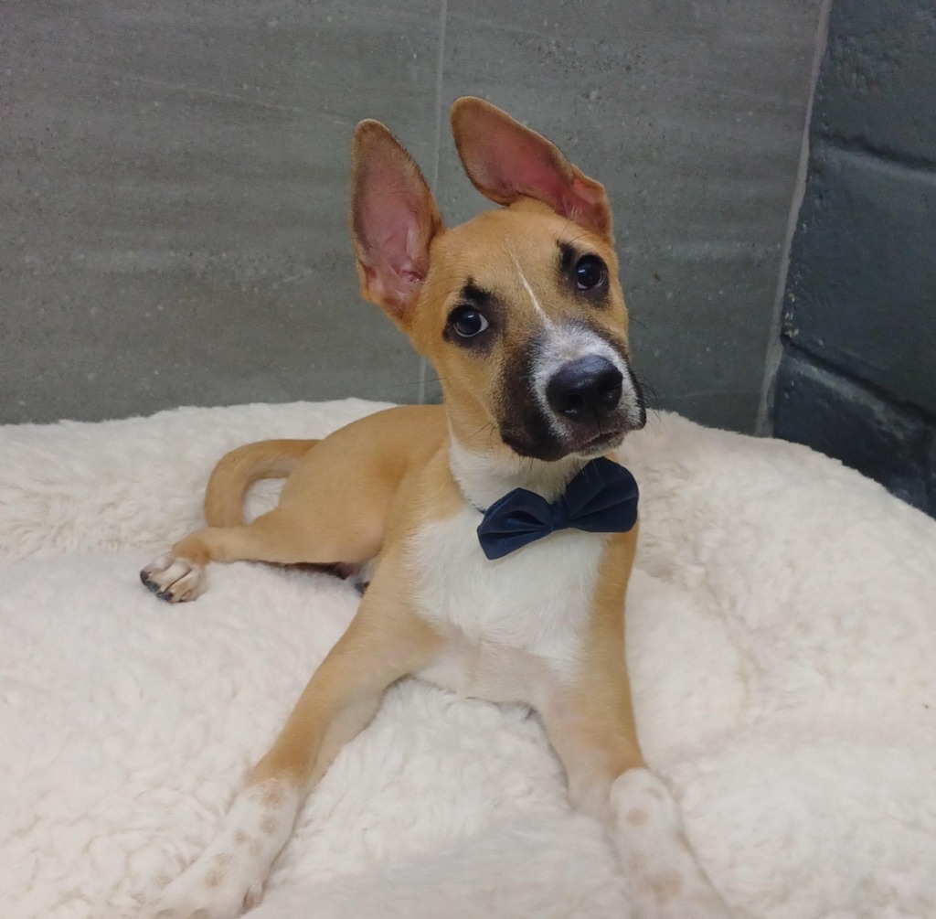 Floyd, an adoptable Labrador Retriever, Terrier in San Juan de Abajo, NAY, 63732 | Photo Image 1