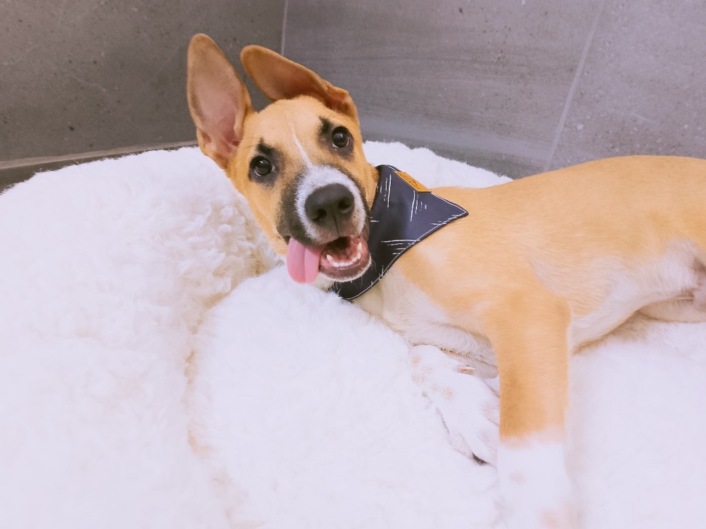 Floyd, an adoptable Labrador Retriever, Terrier in San Juan de Abajo, NAY, 63732 | Photo Image 3