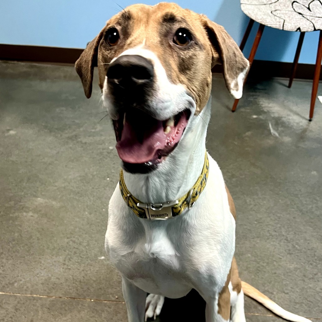 Cleo, an adoptable Pit Bull Terrier, Mixed Breed in Idaho Falls, ID, 83402 | Photo Image 1