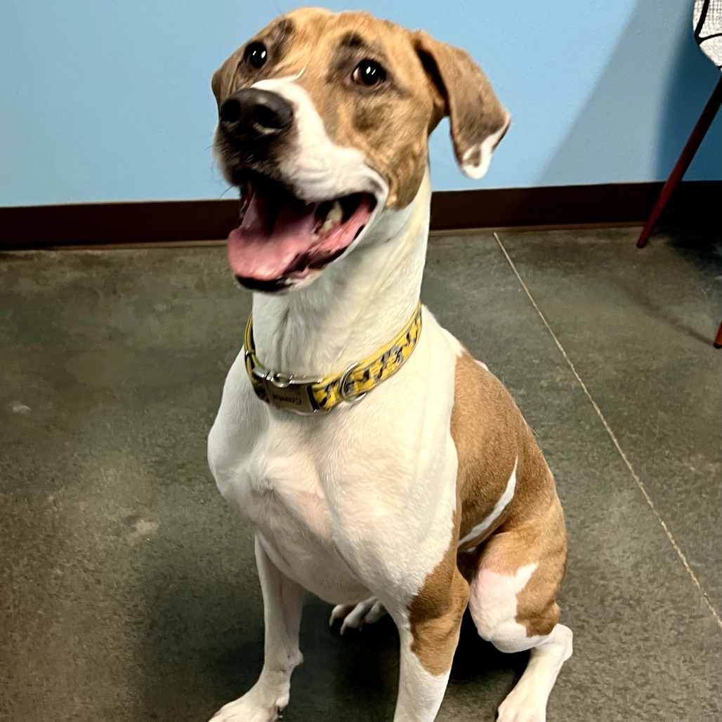 Cleo, an adoptable Pit Bull Terrier, Mixed Breed in Idaho Falls, ID, 83402 | Photo Image 2