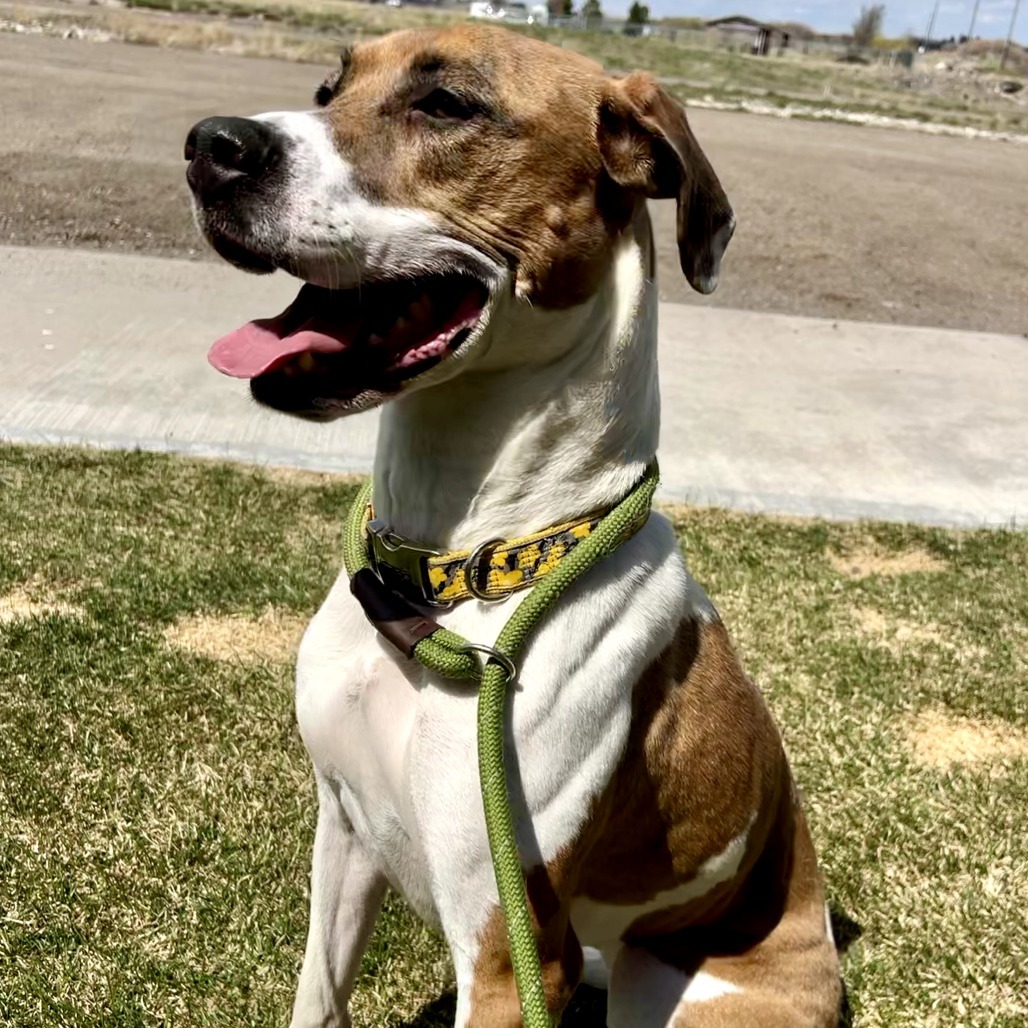 Cleo, an adoptable Pit Bull Terrier, Mixed Breed in Idaho Falls, ID, 83402 | Photo Image 3