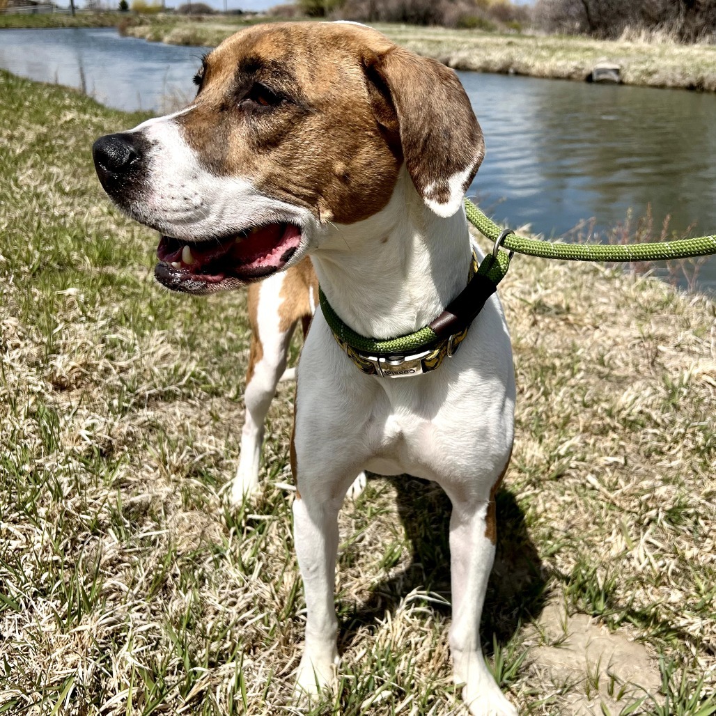 Cleo, an adoptable Pit Bull Terrier, Mixed Breed in Idaho Falls, ID, 83402 | Photo Image 4