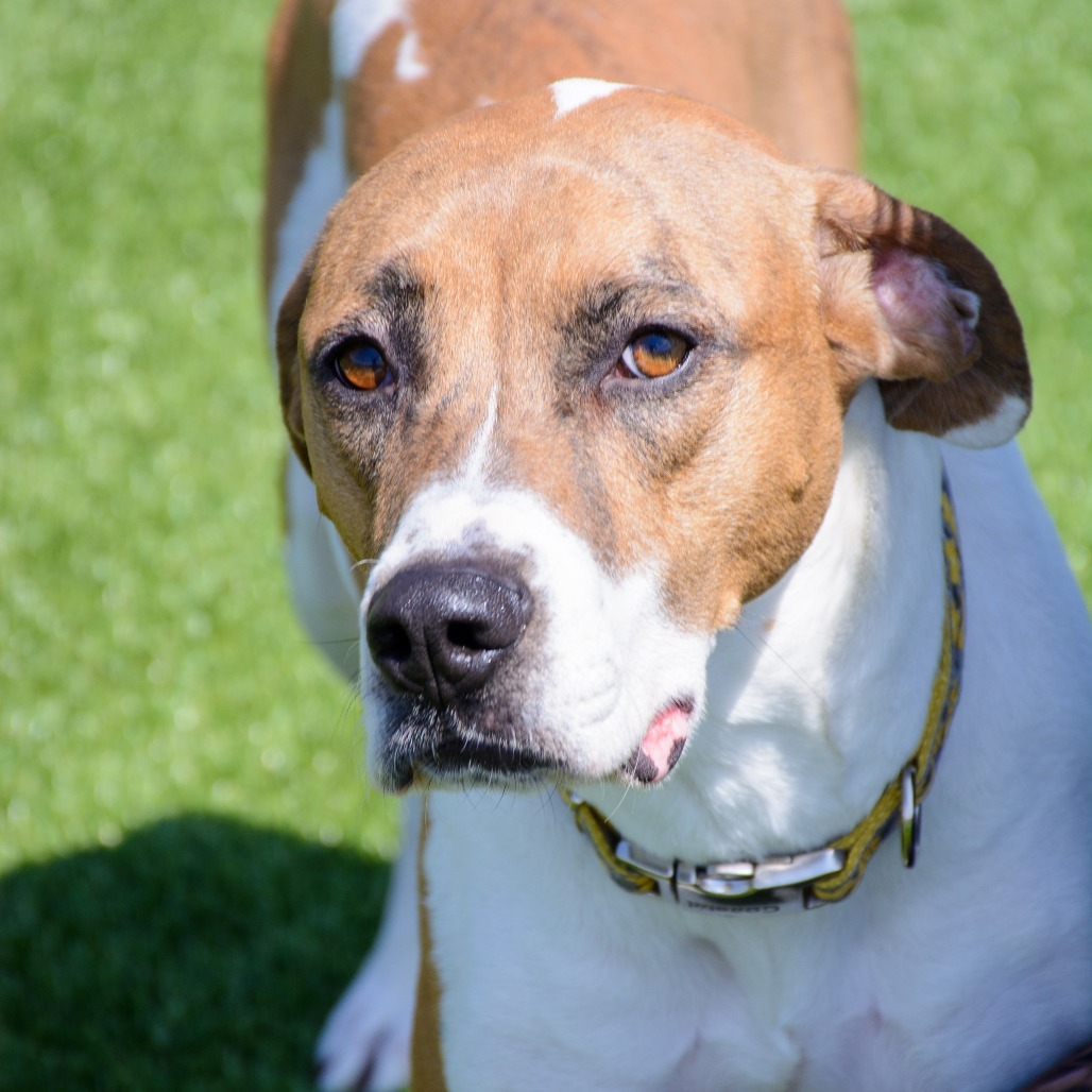 Cleo, an adoptable Pit Bull Terrier, Mixed Breed in Idaho Falls, ID, 83402 | Photo Image 5