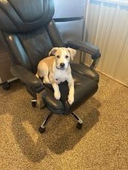 Jax, an adoptable Mixed Breed in Hot Springs, SD, 57747 | Photo Image 2