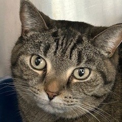 Katie Kat, Adult Female unknown