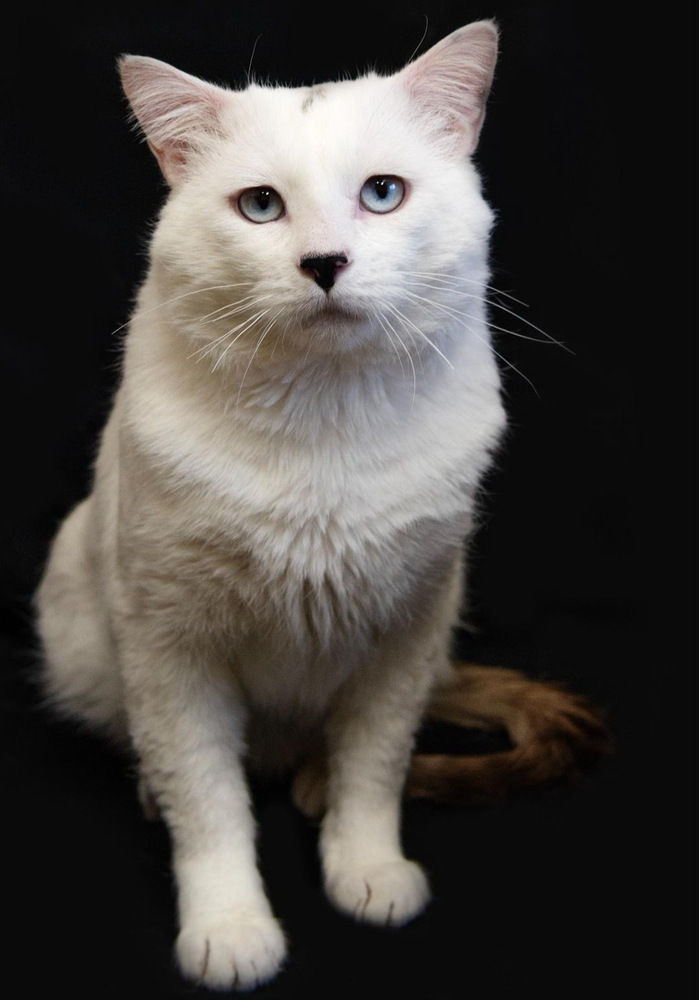 Olaf, an adoptable Domestic Short Hair in Fort collins, CO, 80526 | Photo Image 1