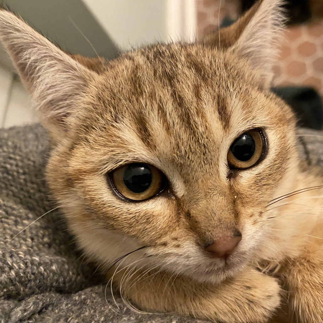 Cinnamon