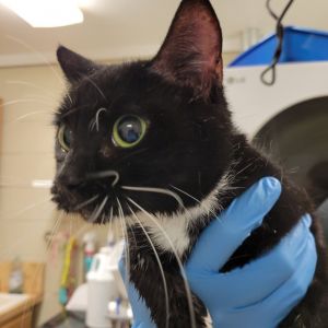 Sleepy, Adult Female Domestic Short Hair