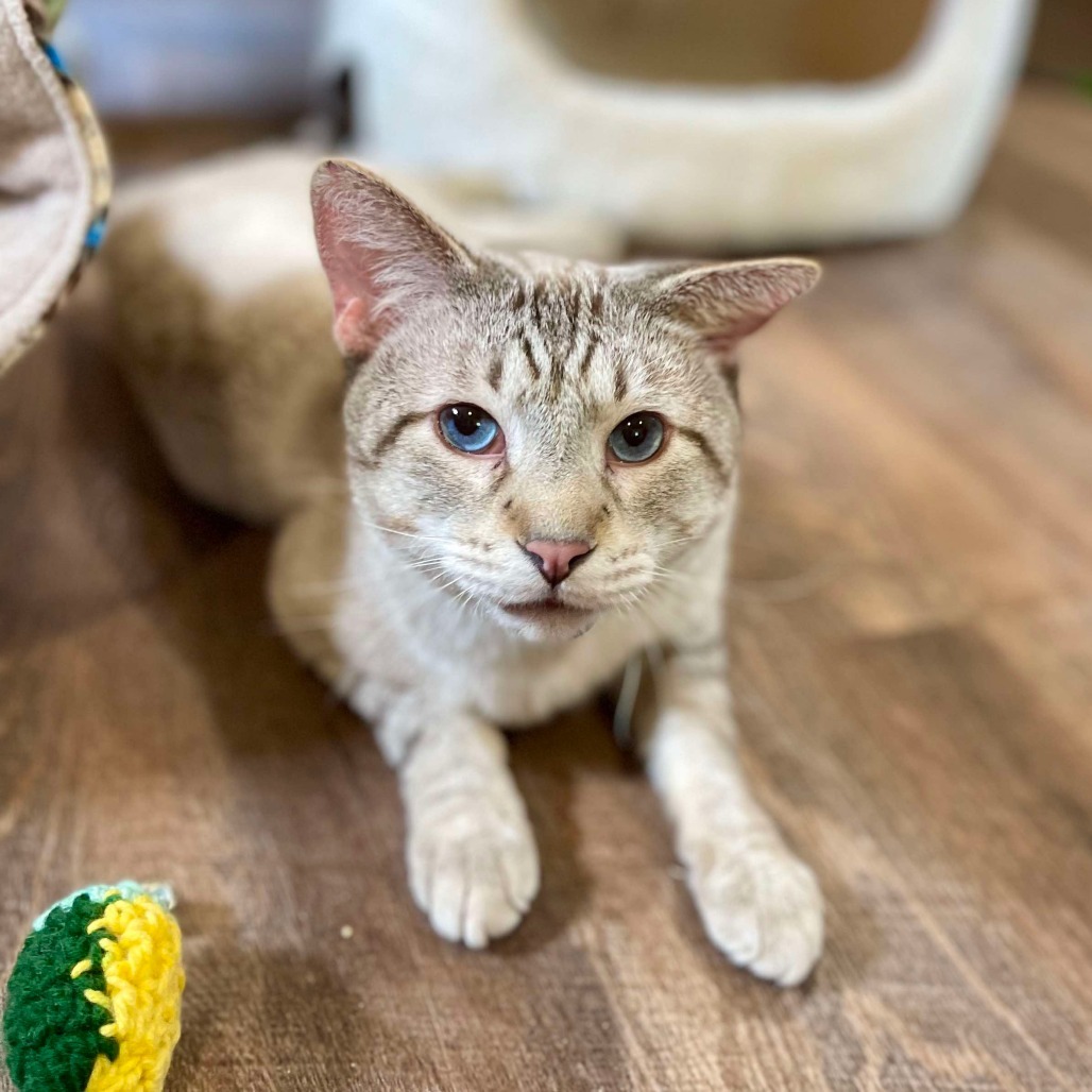 Bento, an adoptable Siamese in Park Falls, WI, 54552 | Photo Image 1