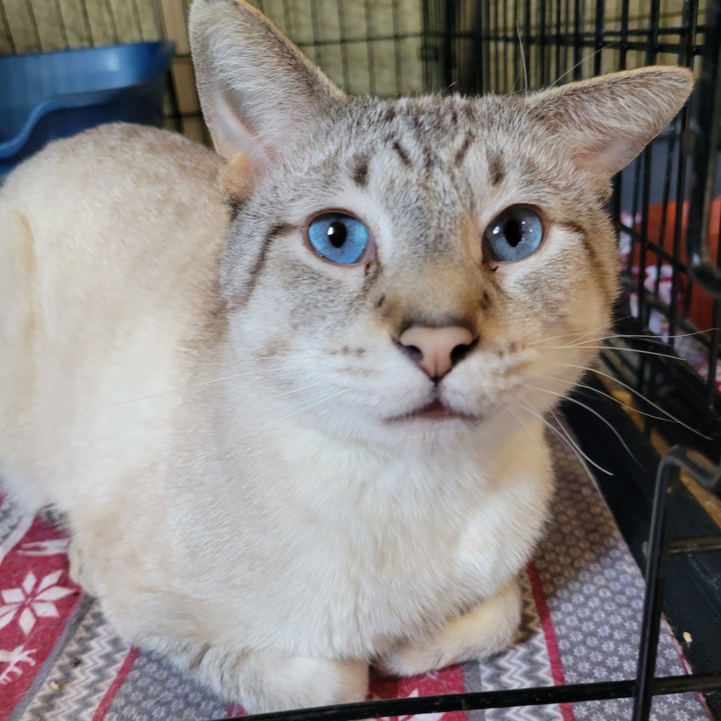 Bento, an adoptable Siamese in Park Falls, WI, 54552 | Photo Image 2