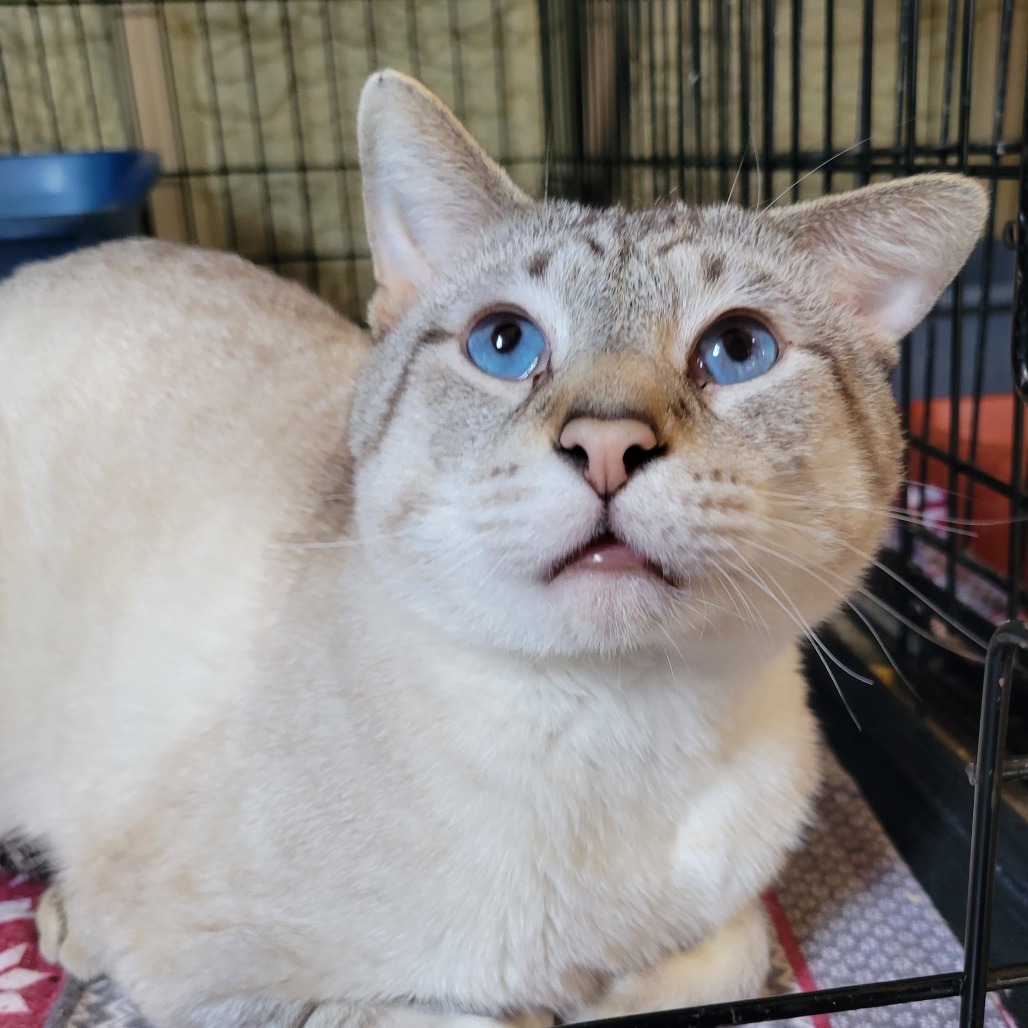 Bento, an adoptable Siamese in Park Falls, WI, 54552 | Photo Image 3