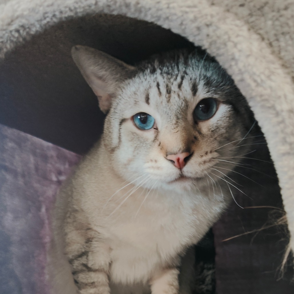 Bento, an adoptable Siamese in Park Falls, WI, 54552 | Photo Image 4
