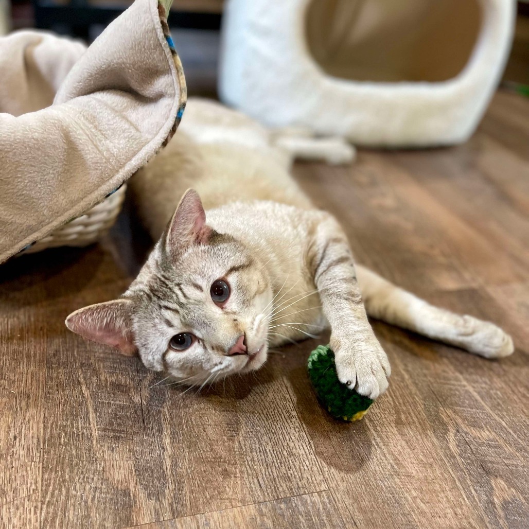 Bento, an adoptable Siamese in Park Falls, WI, 54552 | Photo Image 5