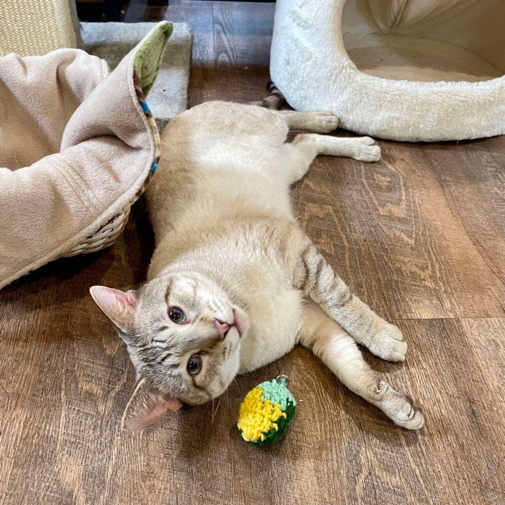 Bento, an adoptable Siamese in Park Falls, WI, 54552 | Photo Image 6