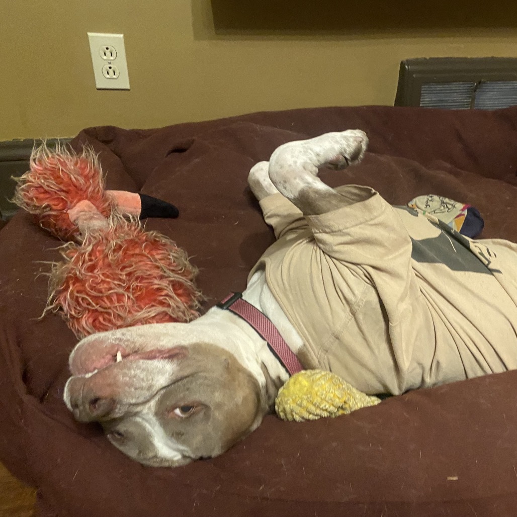 Bella