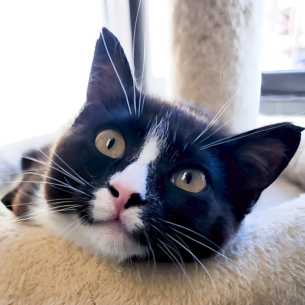 Jessie, an adoptable Domestic Short Hair in Zimmerman, MN, 55398 | Photo Image 2