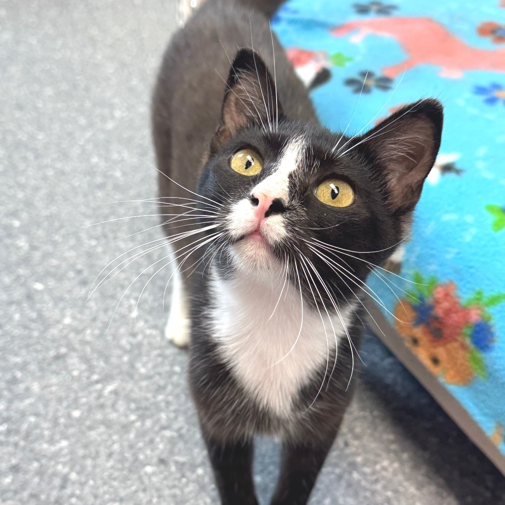 Jessie, an adoptable Domestic Short Hair in Zimmerman, MN, 55398 | Photo Image 3