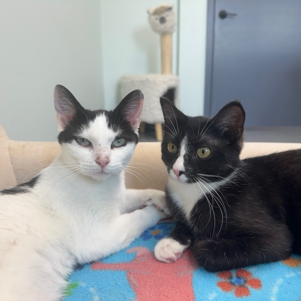 Jessie, an adoptable Domestic Short Hair in Zimmerman, MN, 55398 | Photo Image 4