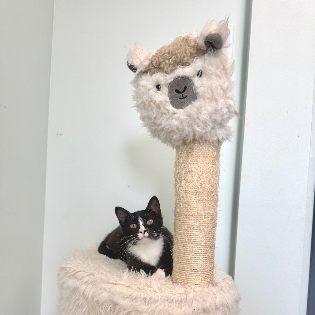 Jessie, an adoptable Domestic Short Hair in Zimmerman, MN, 55398 | Photo Image 5