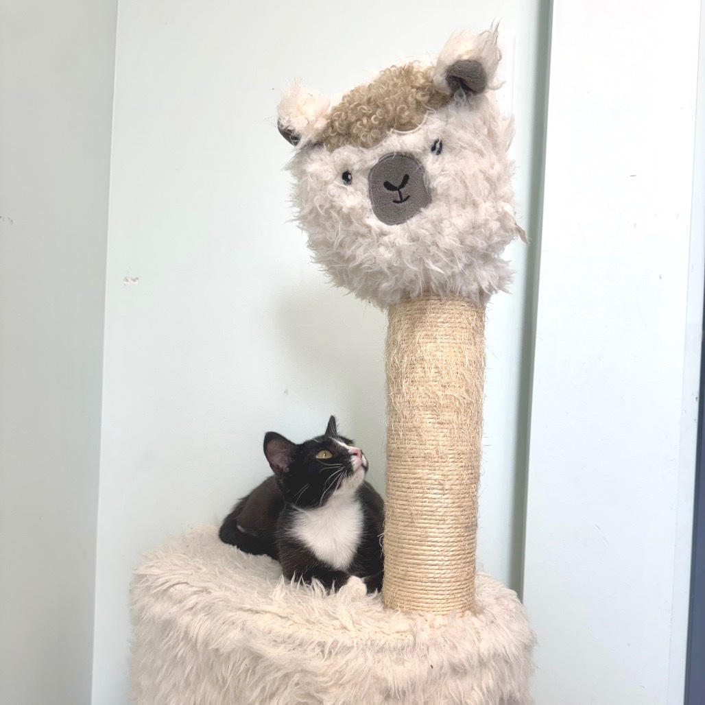 Jessie, an adoptable Domestic Short Hair in Zimmerman, MN, 55398 | Photo Image 6