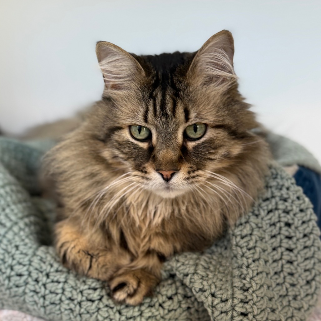 Caspian (or Potter)