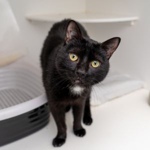 Thackery Domestic Short Hair Cat