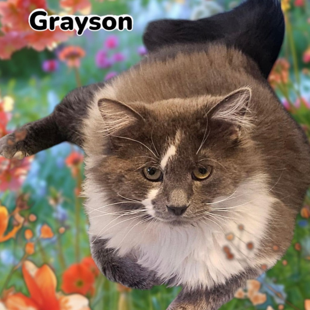 Grayson