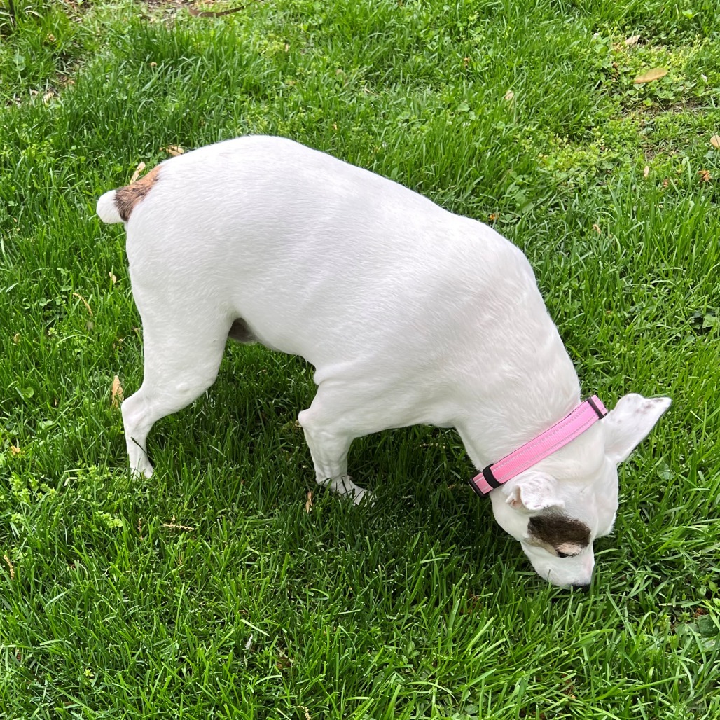Miss Sadie