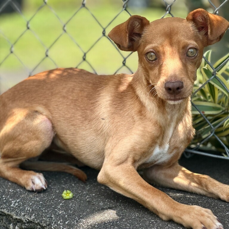 Zeek, an adoptable Mixed Breed in Keaau, HI, 96749 | Photo Image 1