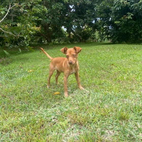 Zeek, an adoptable Mixed Breed in Keaau, HI, 96749 | Photo Image 2