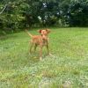 Zeek photo 2