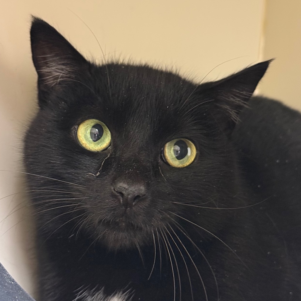 Angus, an adoptable Domestic Short Hair in Thomaston, ME, 04861 | Photo Image 1