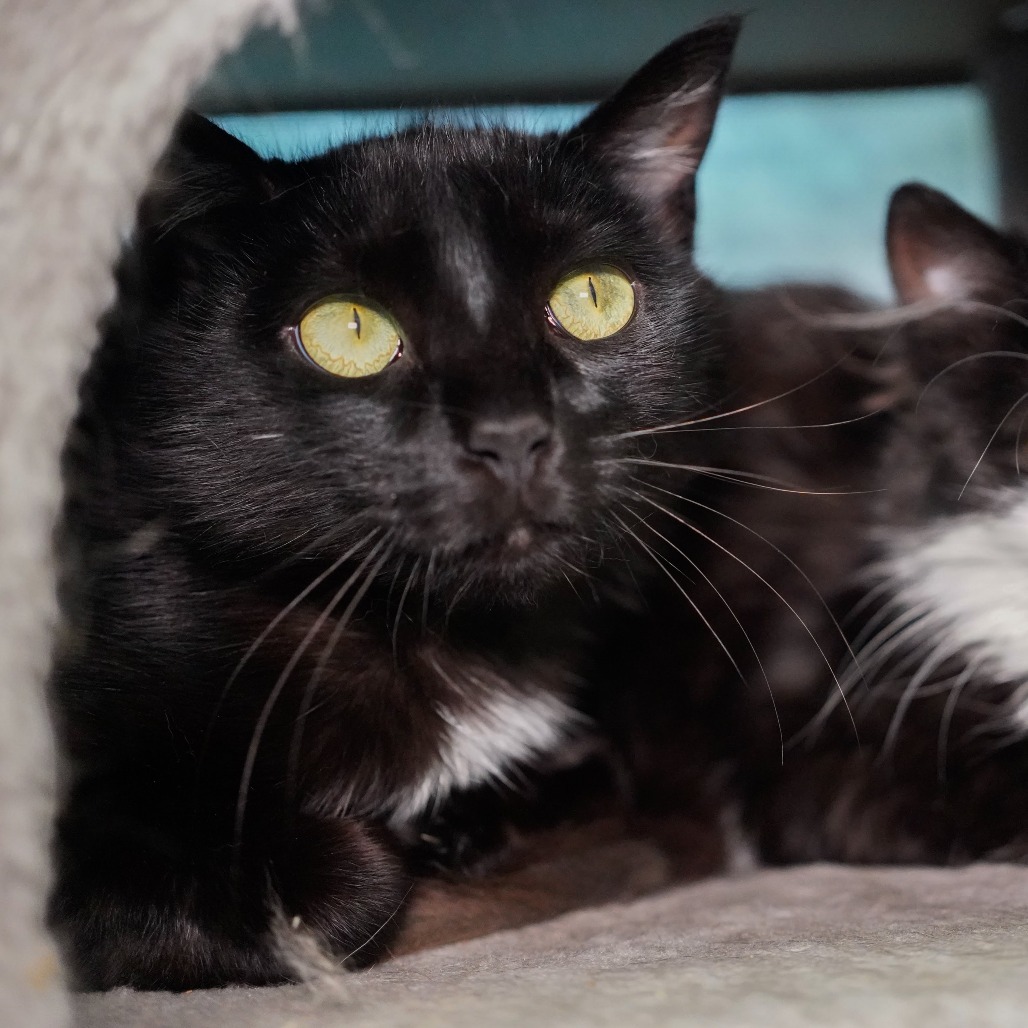 Angus, an adoptable Domestic Short Hair in Thomaston, ME, 04861 | Photo Image 1