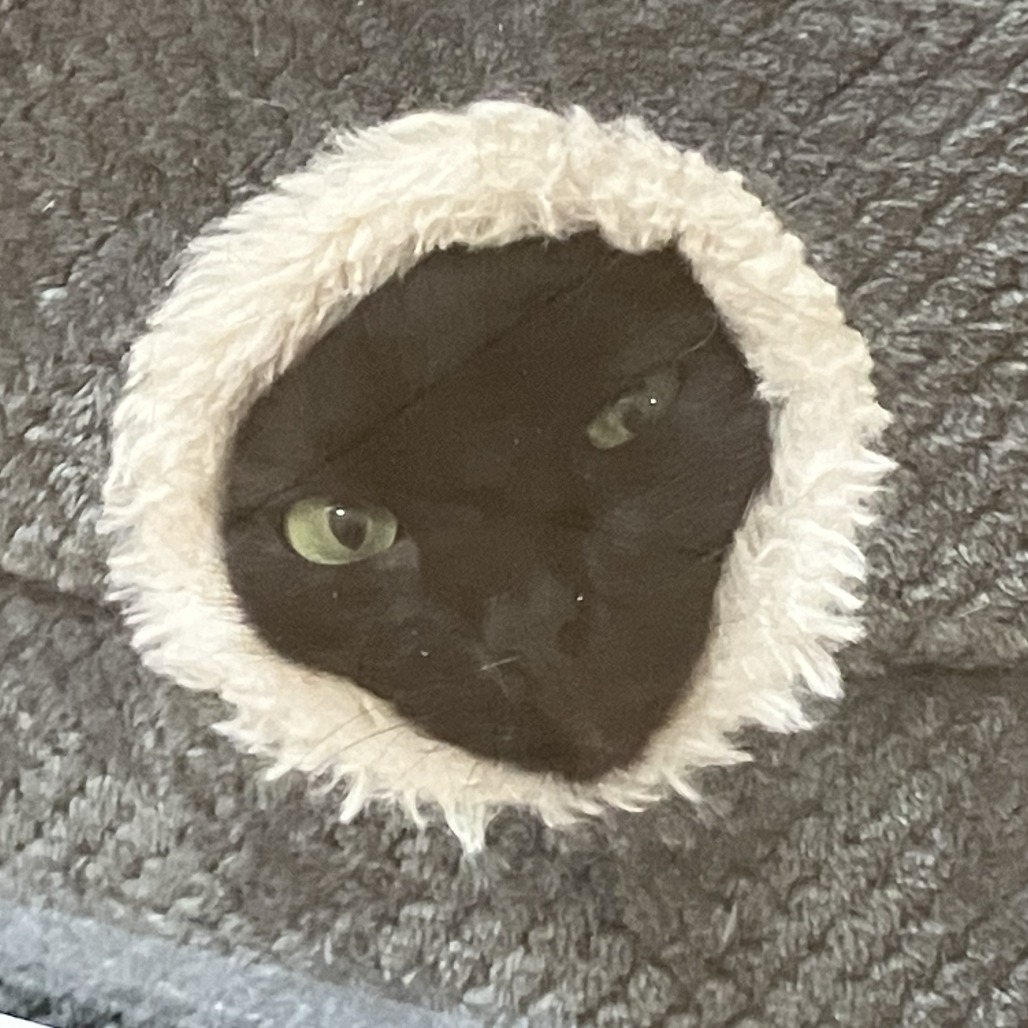 Angus