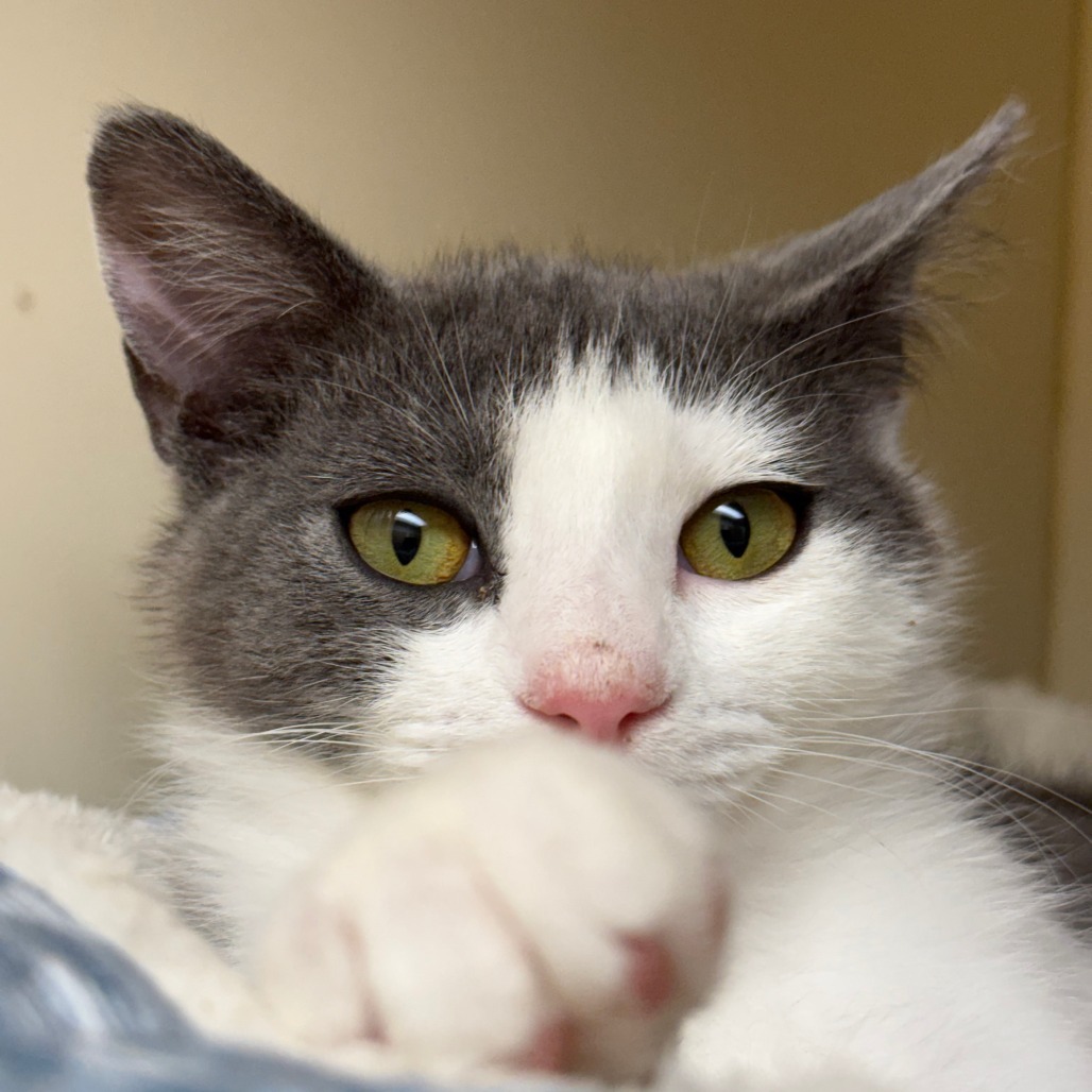 Daniel, an adoptable Domestic Short Hair in Thomaston, ME, 04861 | Photo Image 1