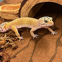 Nebula, Young Female Gecko