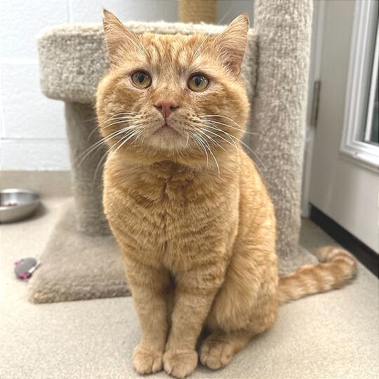 Garfield