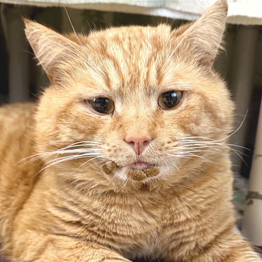 Garfield