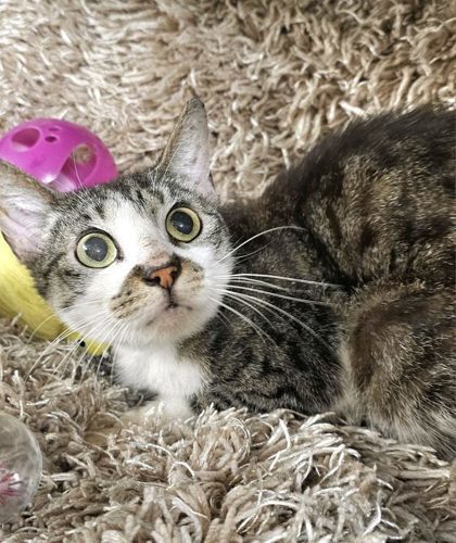 Coco (Foster Home)