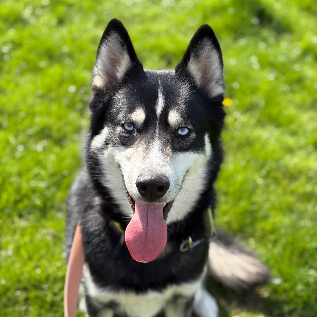 Fenrir