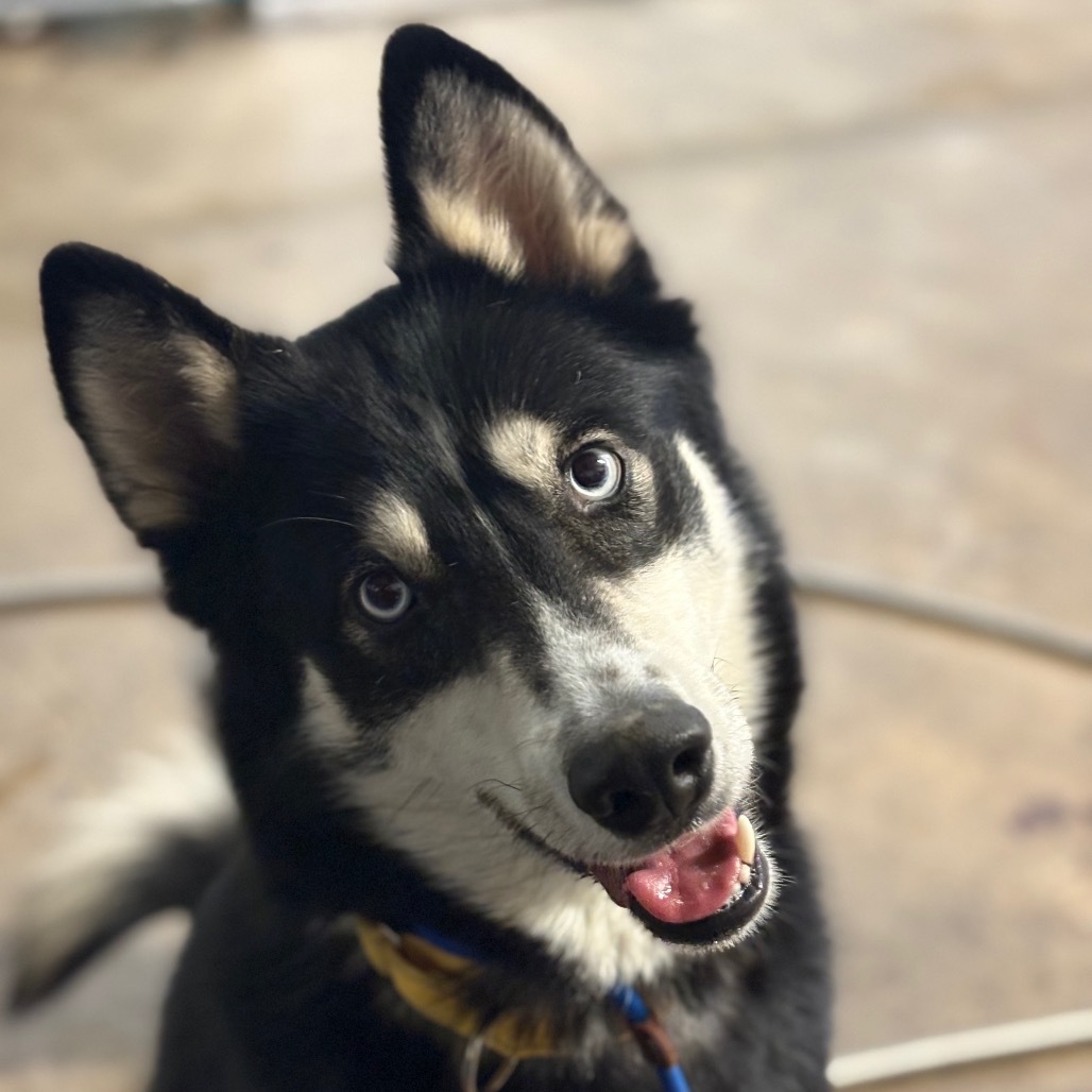 Fenrir