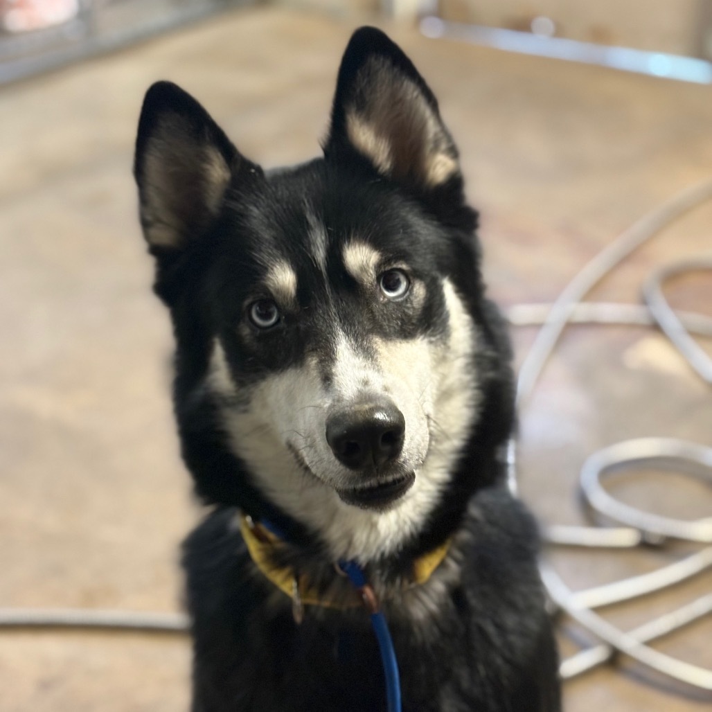 Fenrir