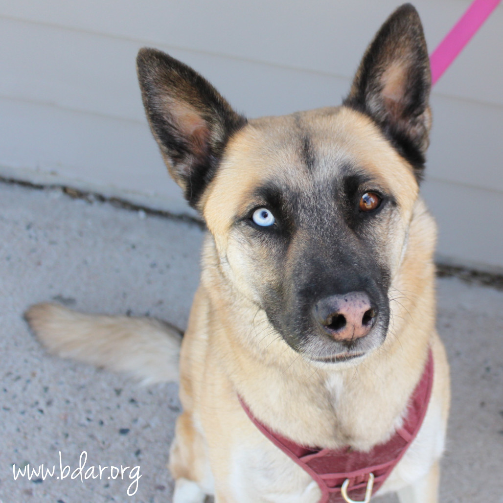 Sayla, an adoptable Shepherd, Mixed Breed in Cheyenne, WY, 82009 | Photo Image 1