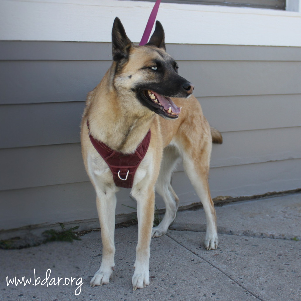 Sayla, an adoptable Shepherd, Mixed Breed in Cheyenne, WY, 82009 | Photo Image 2